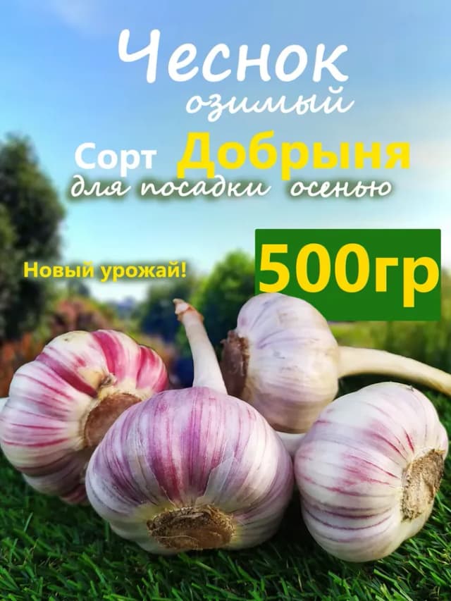 Чеснок озимый сорт Добрыня