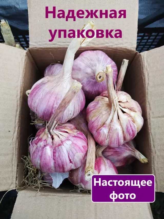 Чеснок сорт Добрыня