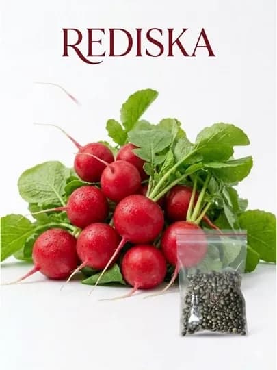 Семена укроп, кинза, лук, редиска — BOGUCUN-JASUR-КРАСН