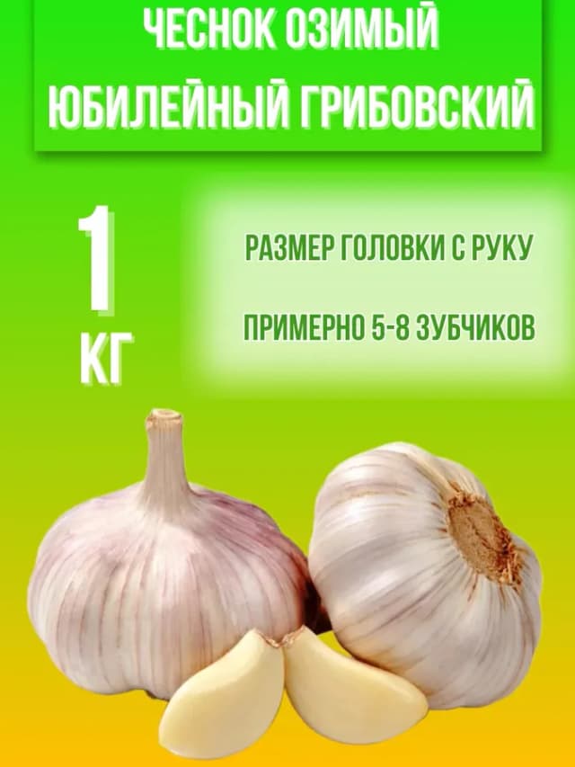 Чеснок Озимый Юбилейный Грибовский 1кг