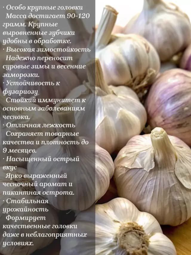 Чеснок озимый "Подмосковный" 1 кг