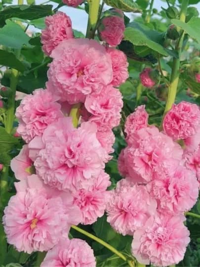 Семена Мальва лесная (Malva sylvestris) "Zebrina" (lilac pink — НИХОЛЧИ-МАЛЬВА-РОЗОВ